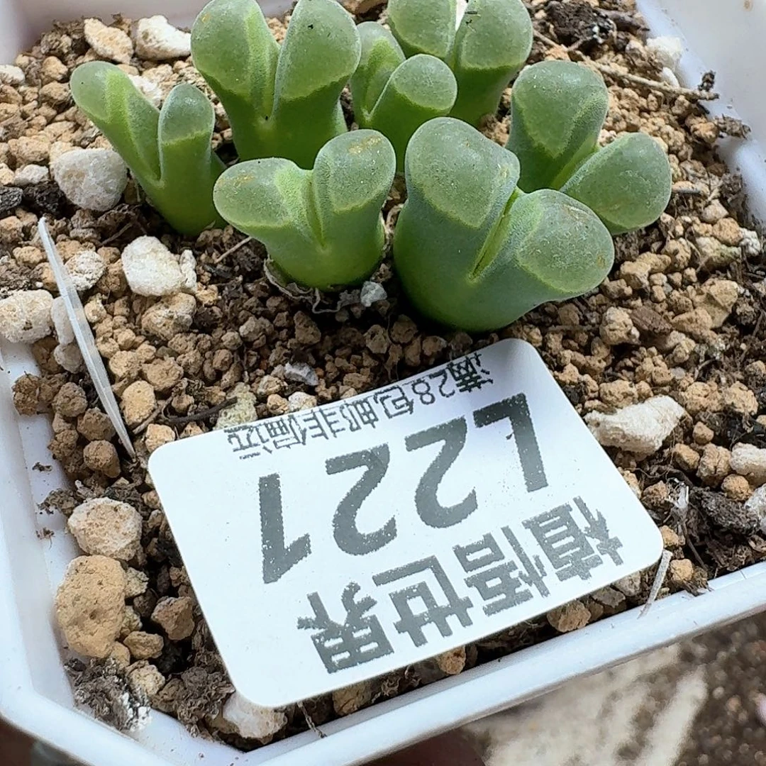 幼***✪多肉植物的润泽地d