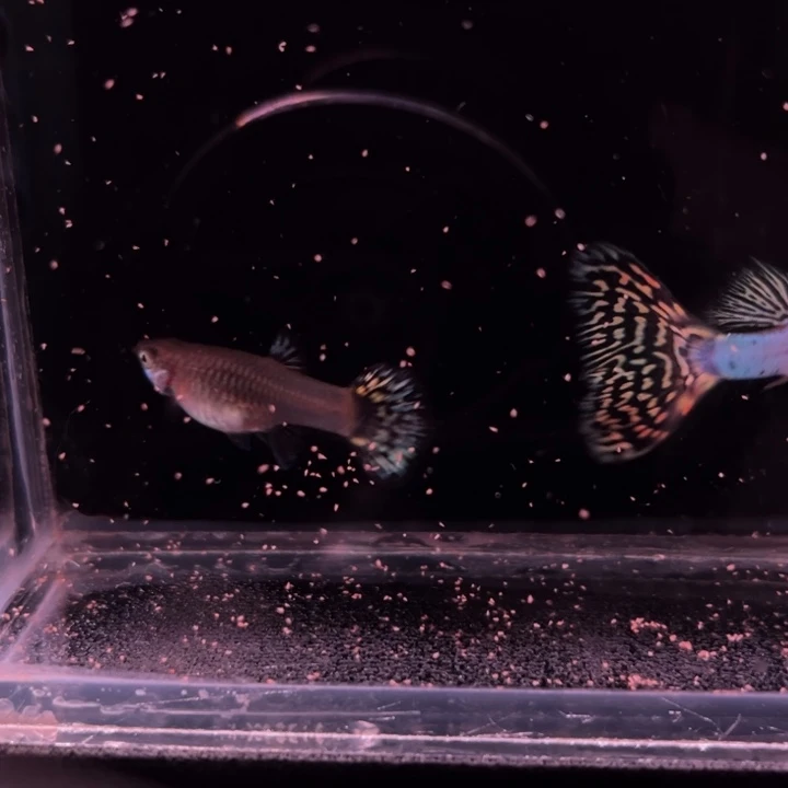 孔雀鱼新加兰马赛克1对