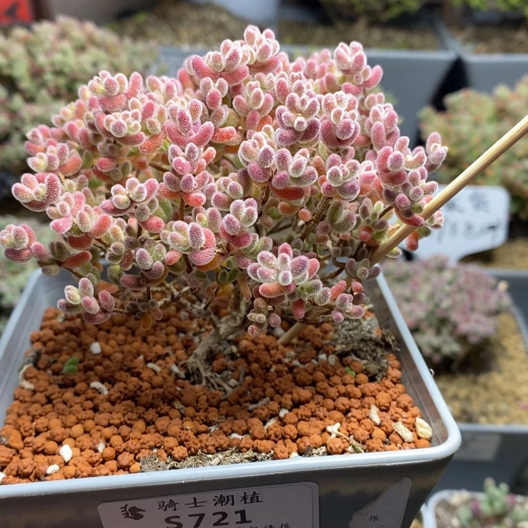 ?****721实生精控优选冰晶