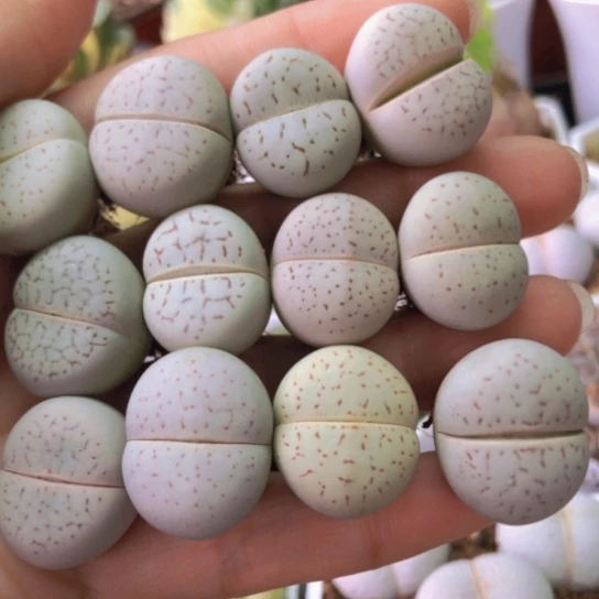 2750，2厘米左右如图