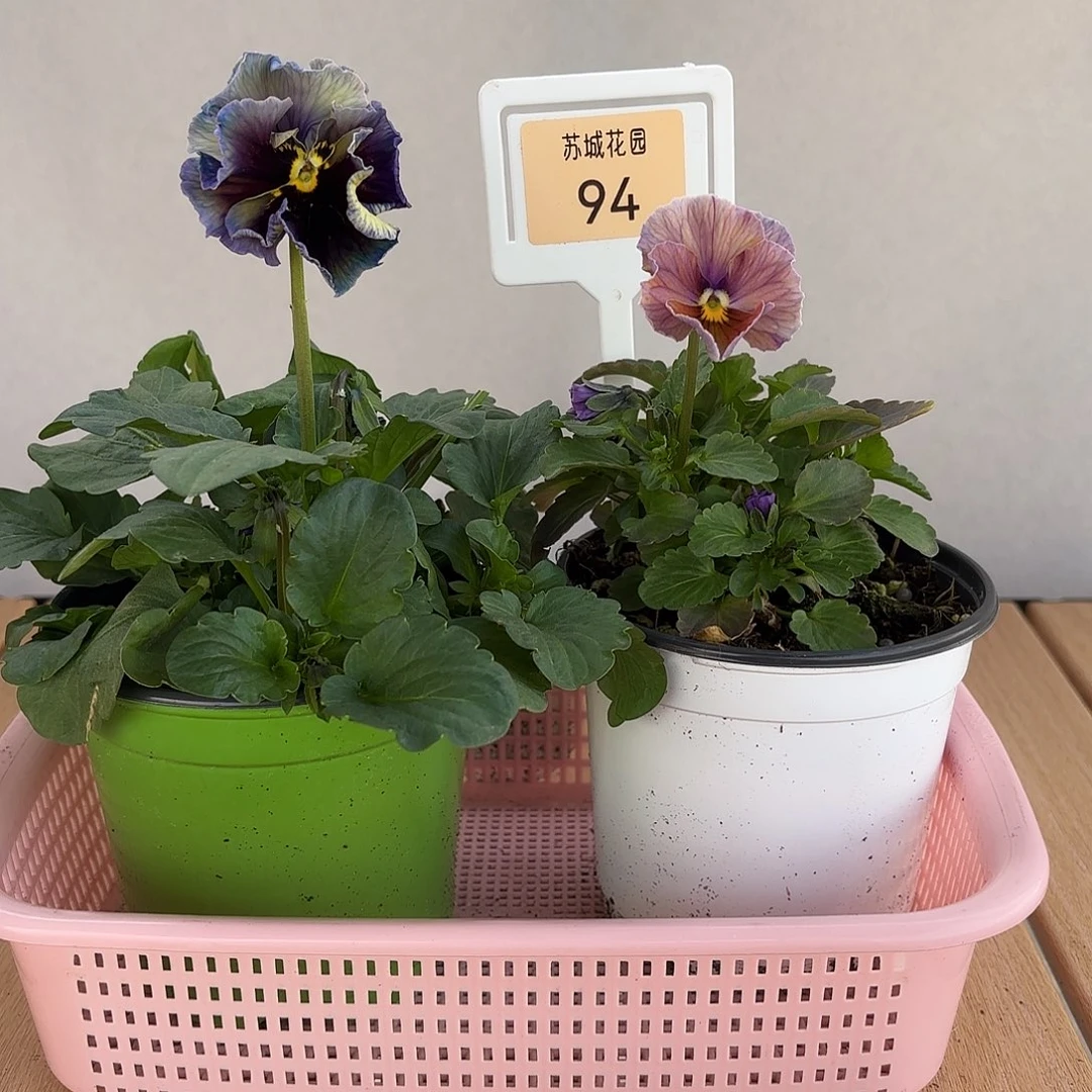 大部分开放少量花苞94