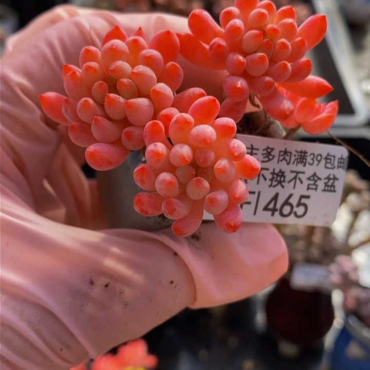 烟花5cm465多肉植物