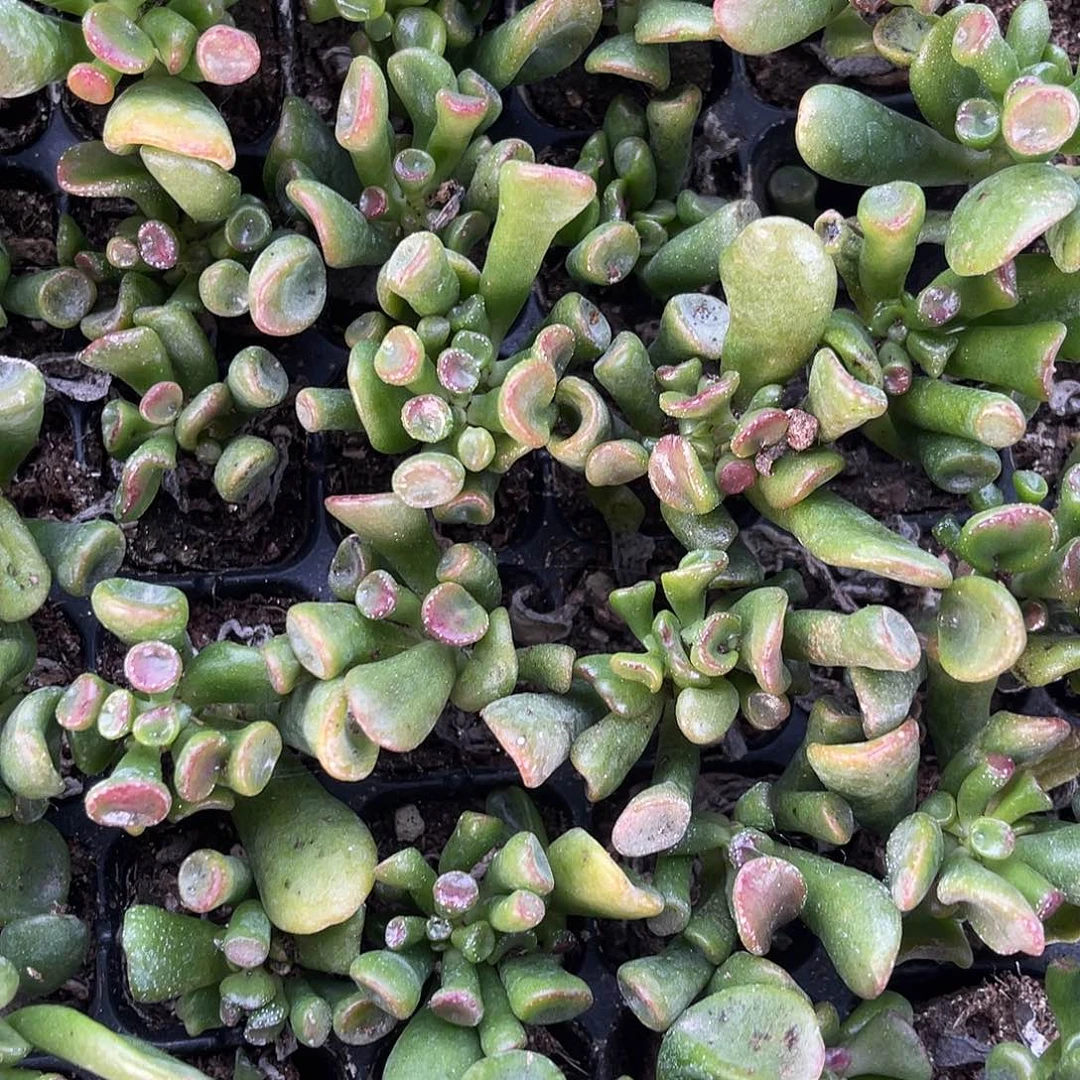 精品吸财树多肉植物