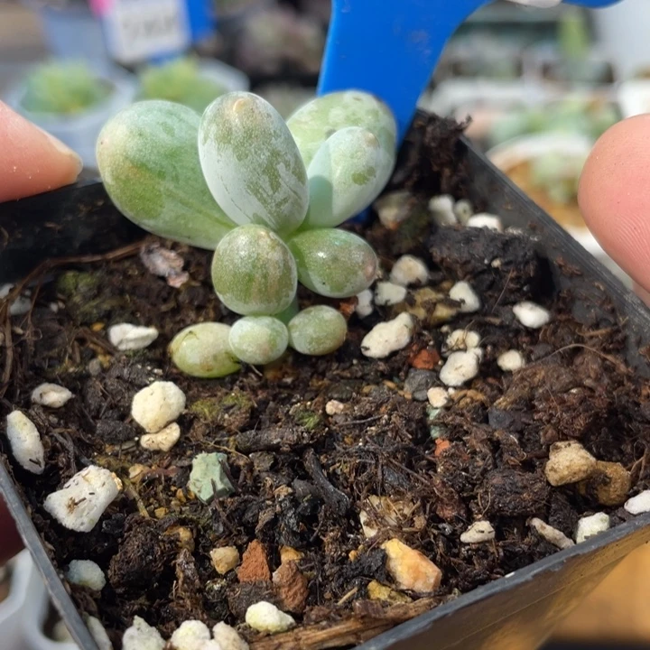 暗锦的黄金鸡蛋大叶奶锦啊啊324啊