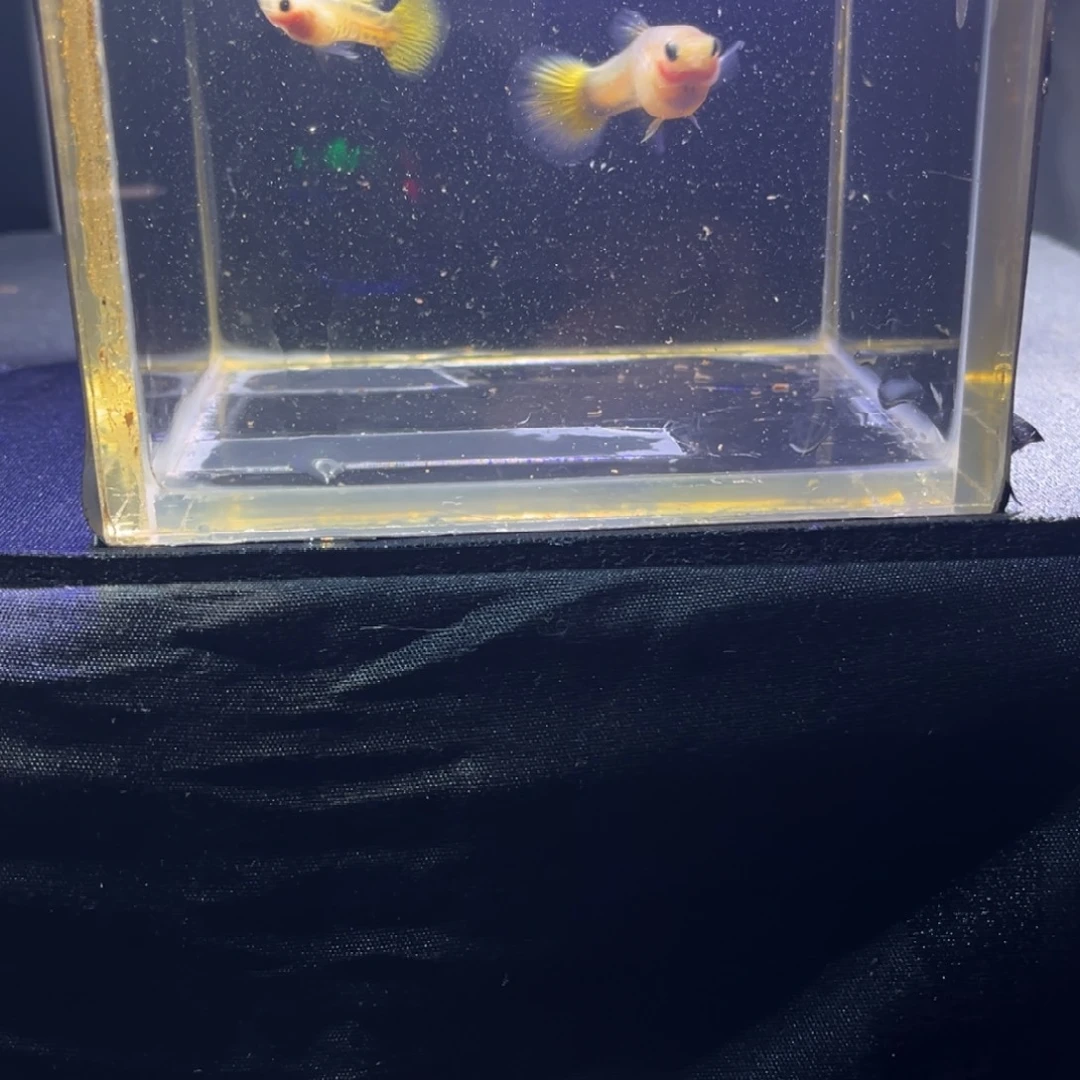 孔雀鱼孔雀鱼孔雀鱼