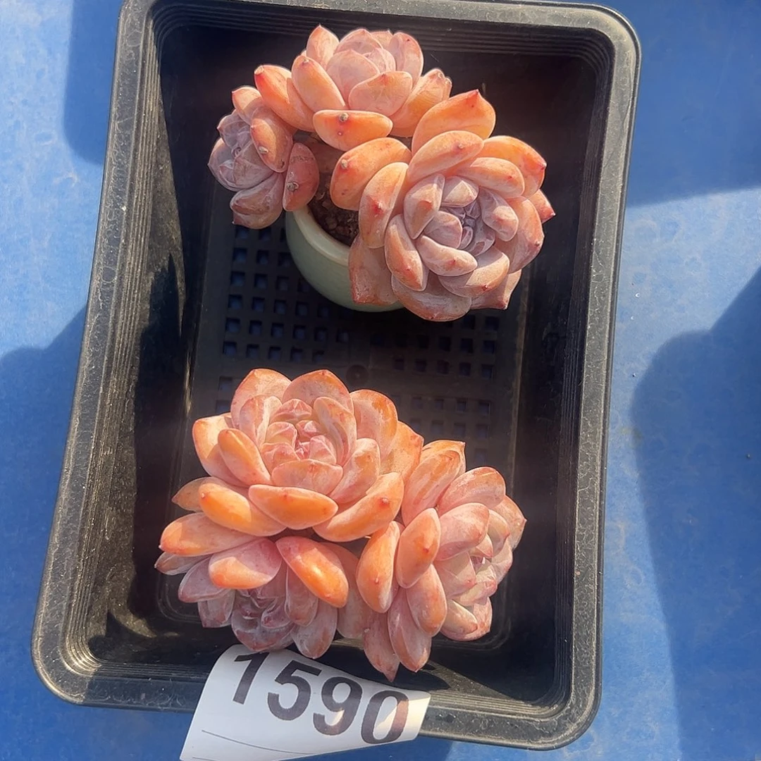 俩个三头星影带盆发的1590