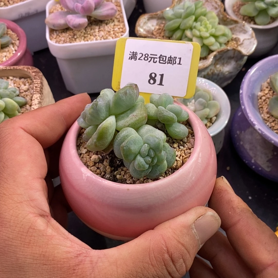181福利，冰玉石化趴地三头……