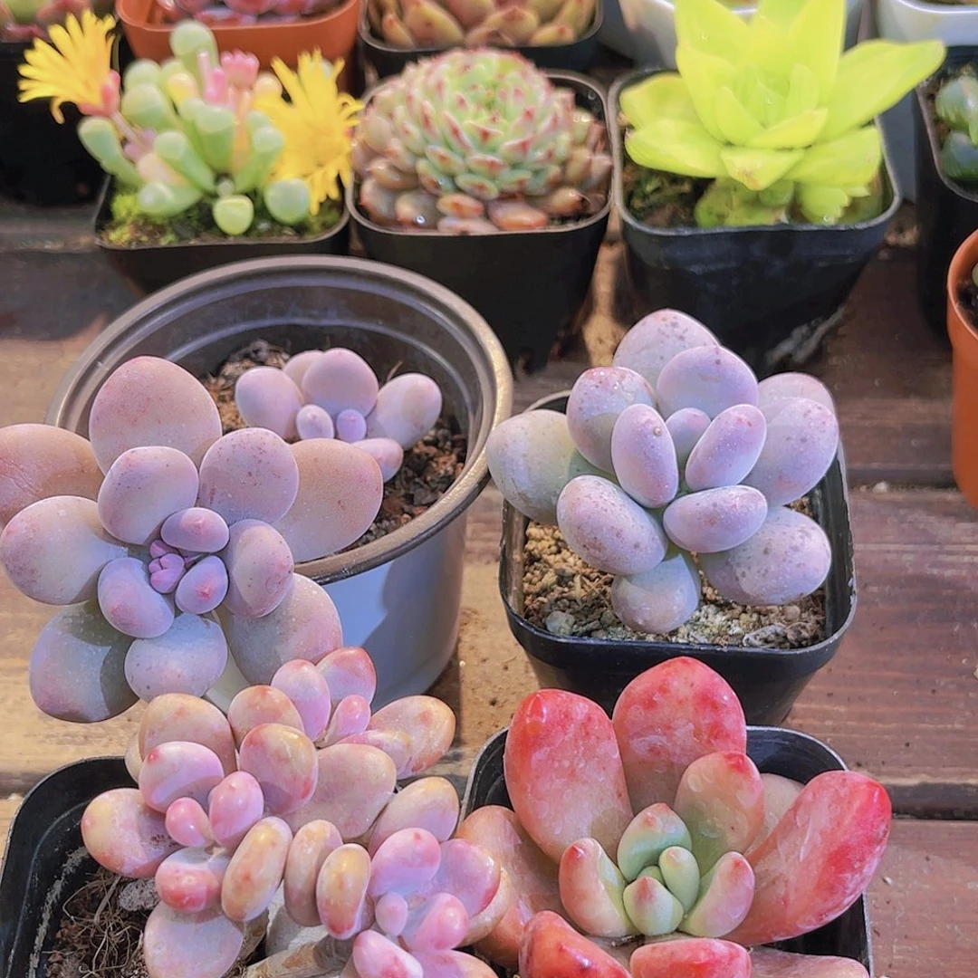 芭比奶酪➕桃蛋➕桃花源➕桃美人