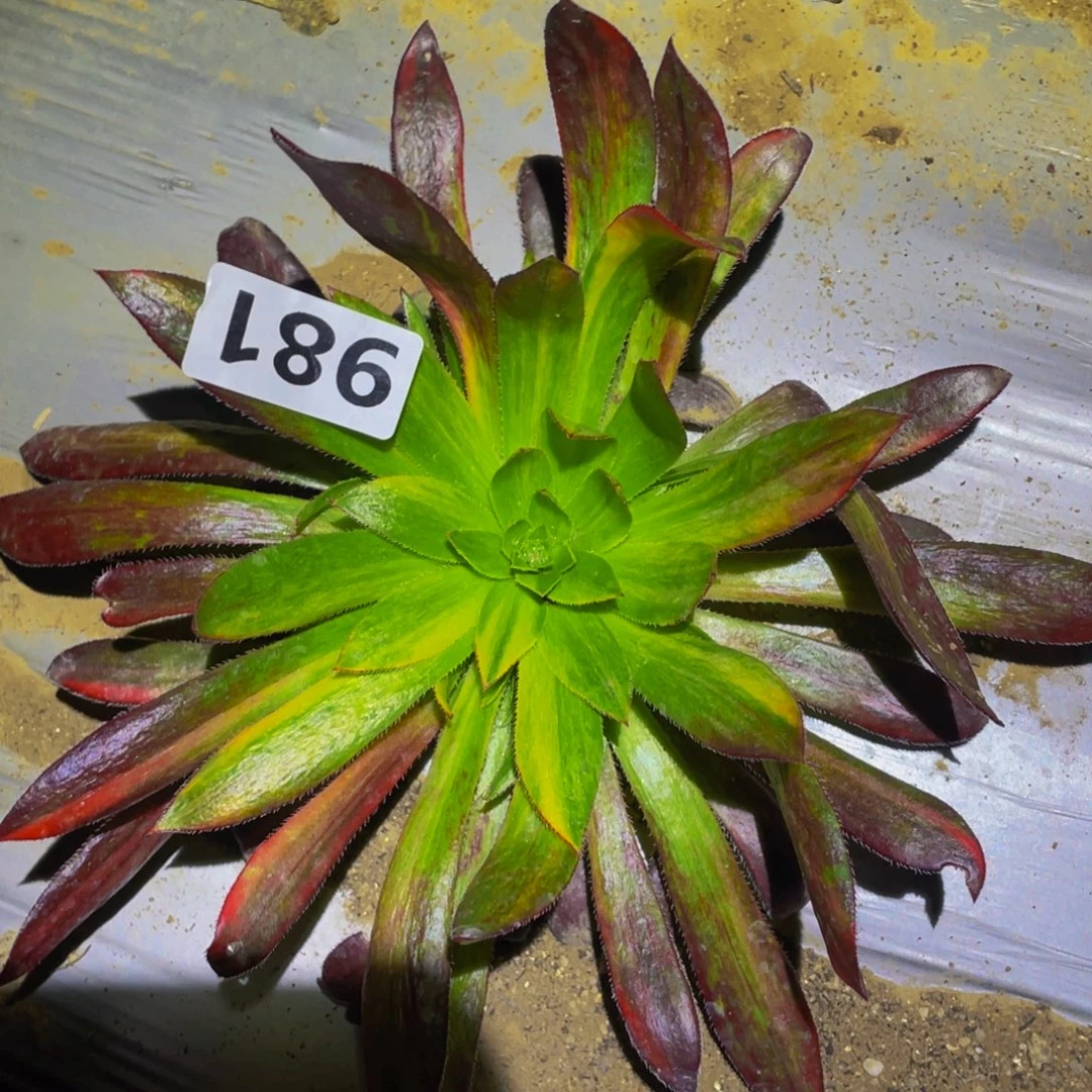 孔雀七彩多肉植物981