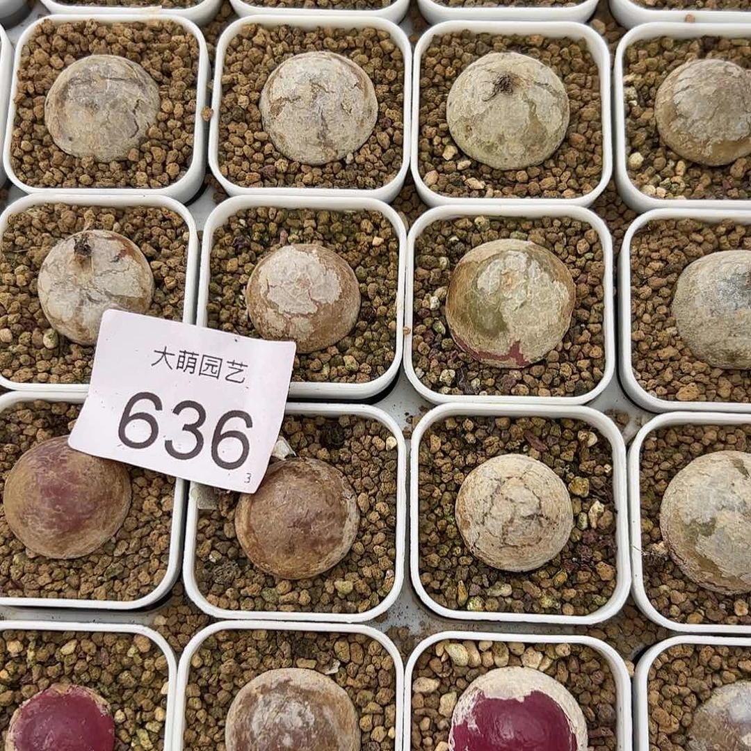 0000636量拍大灯泡1颗尺寸不低于2.0脱土发