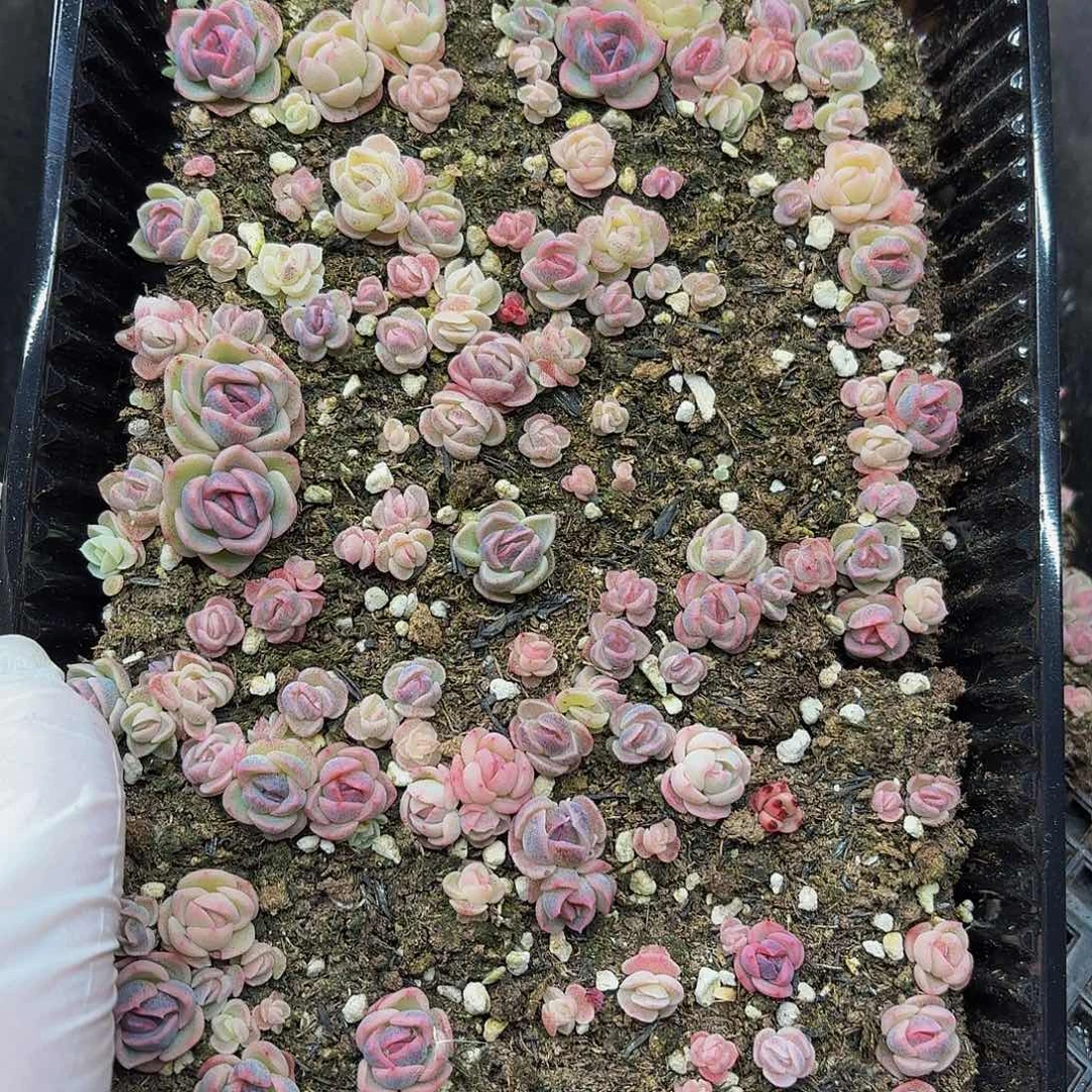 多肉植物多肉植物1058