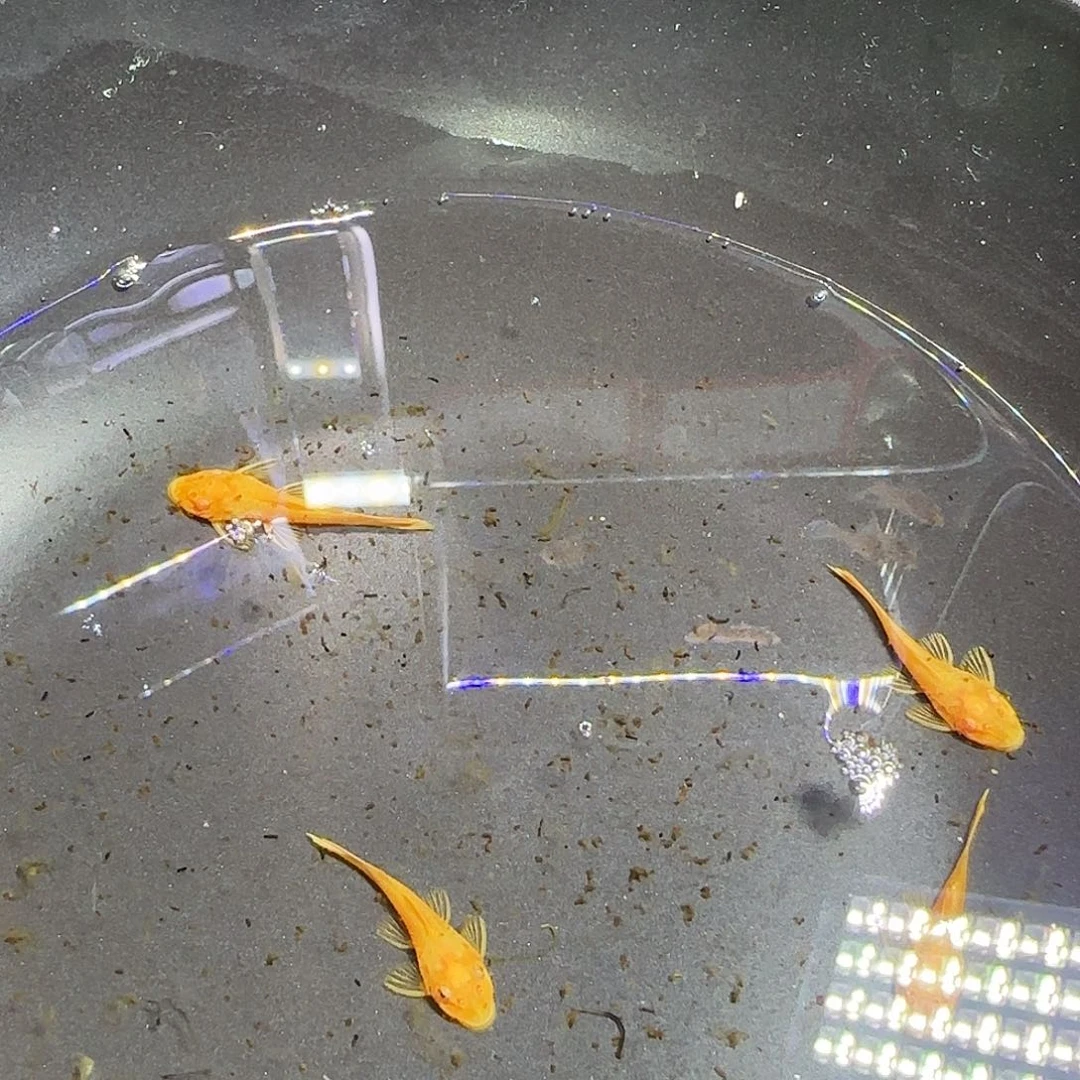 孔雀鱼黄金胡子六条