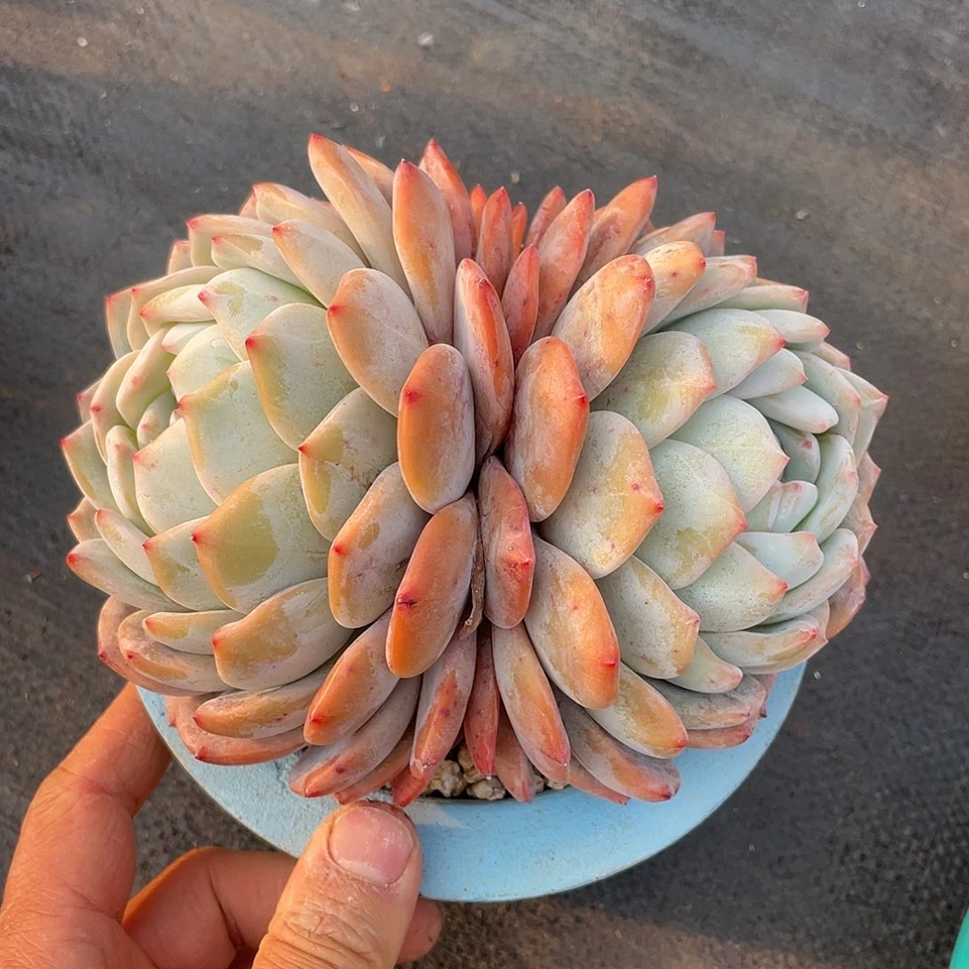 用****6多肉植物一物一拍