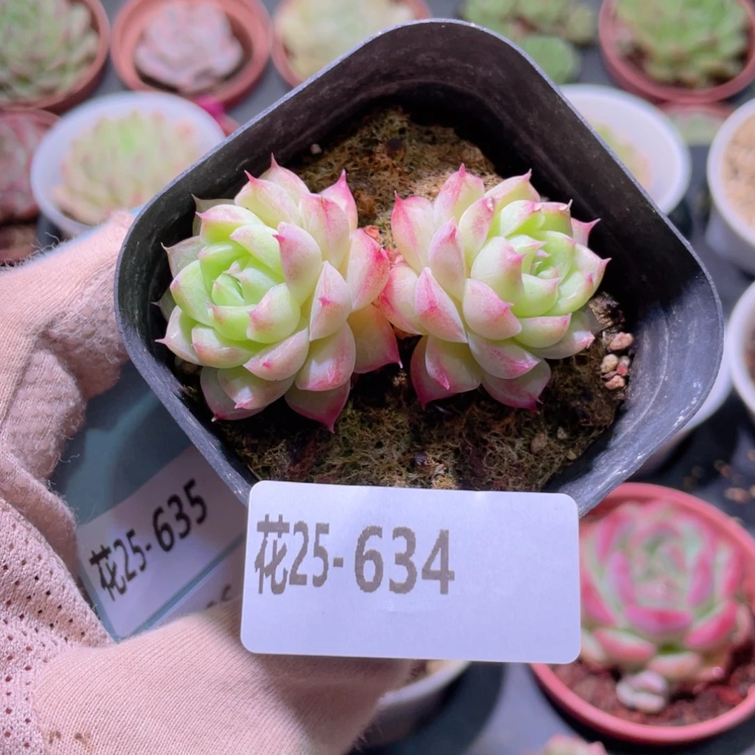 花利美25-634女王玫瑰