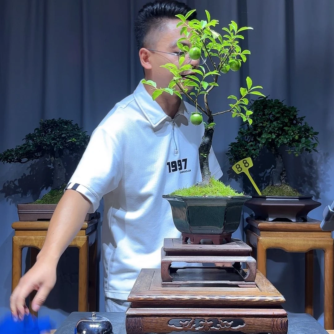 开***吧无花朵金弹子是真的好看