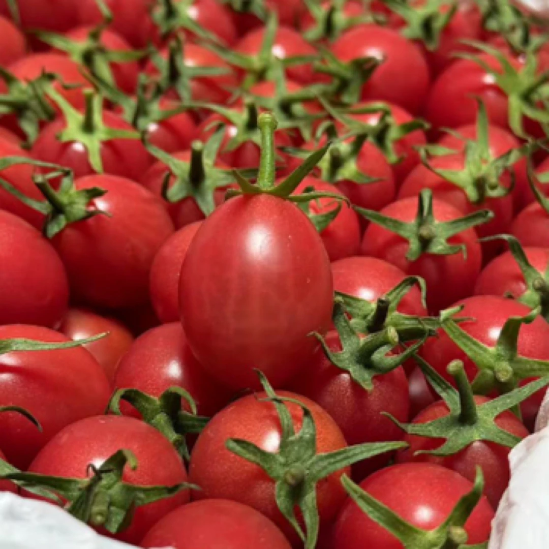 千禧玲珑小番茄2.5斤毛重千禧玲珑小番茄广东省湛江市