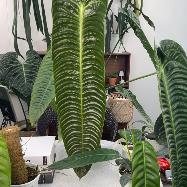 不开花植物母本原桩极密火鹤王叶长75.5