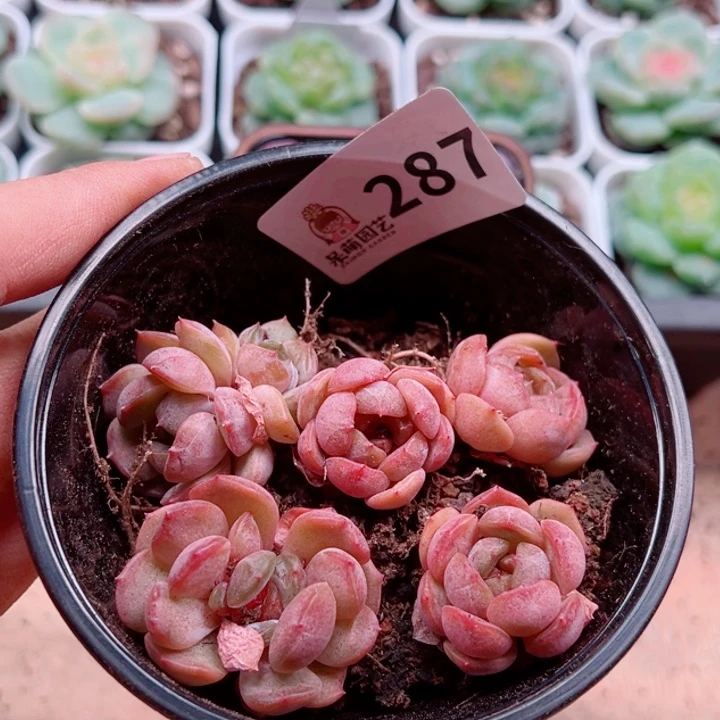 多肉植物多肉植物