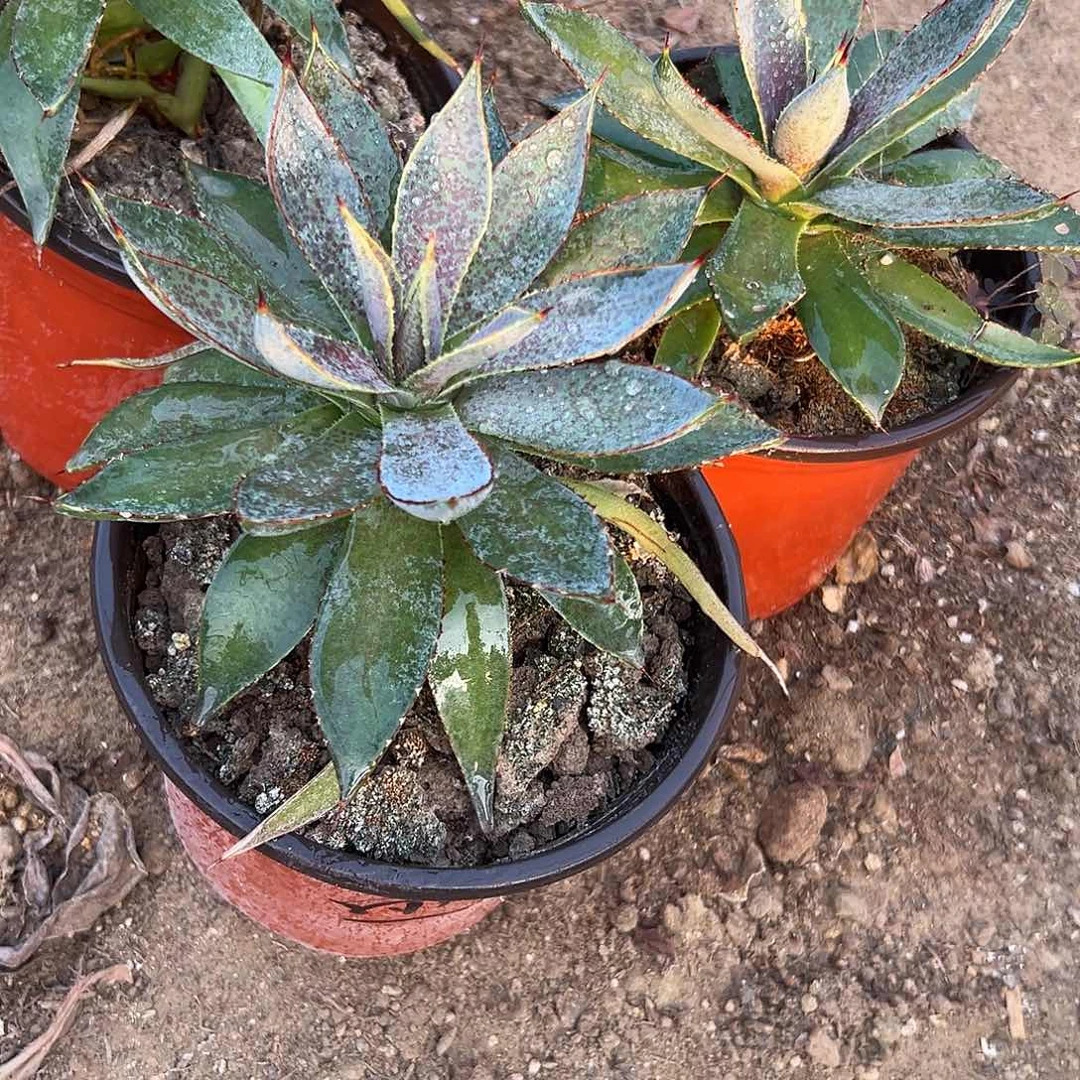 多肉植物血雨杂交