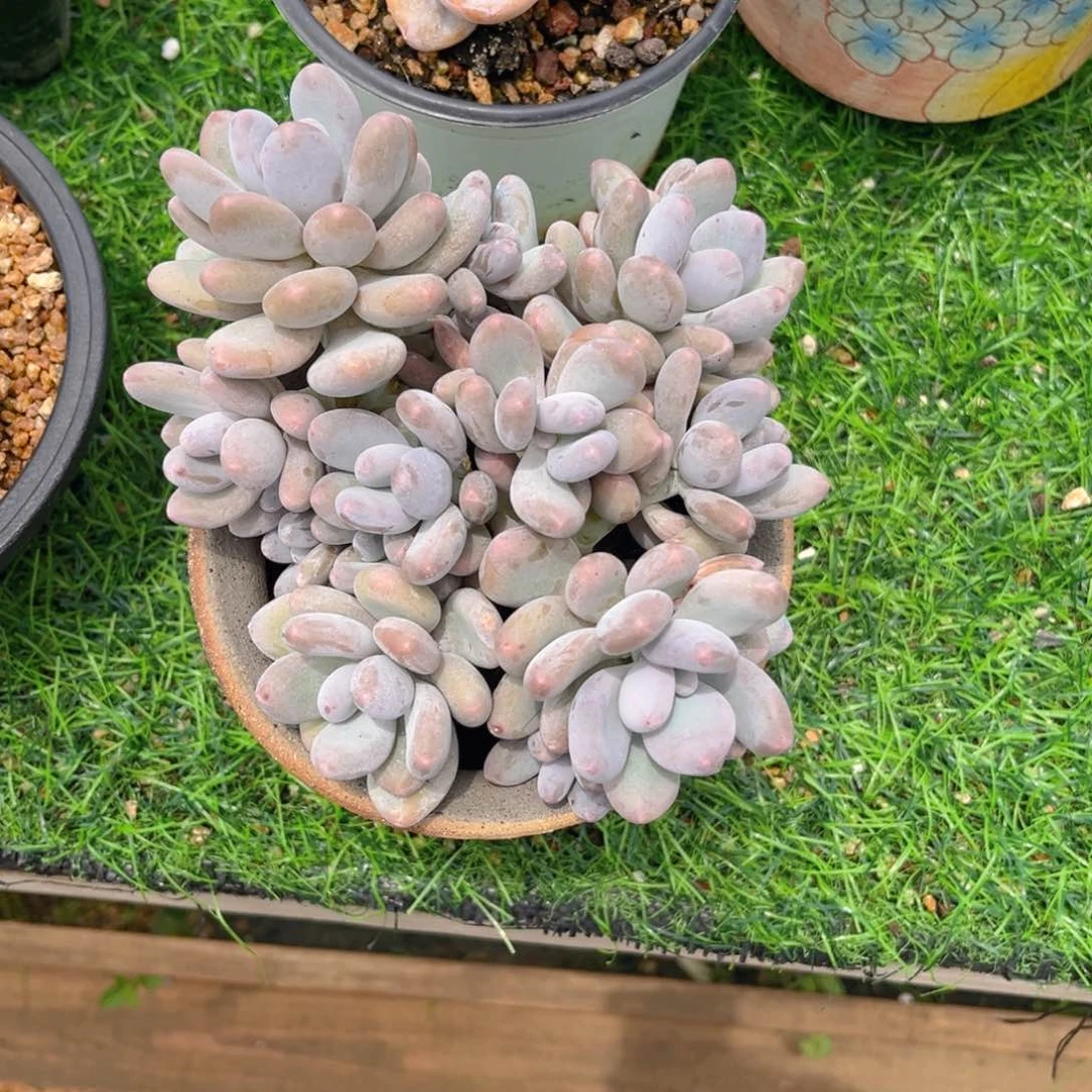 蛋黄奶25585855598888