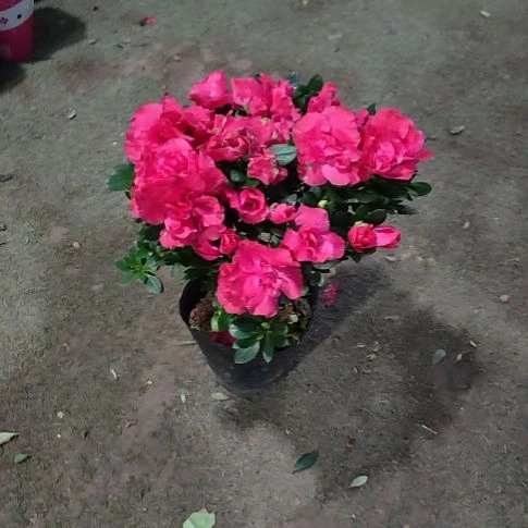 无花朵红色杜鹃顺丰包邮