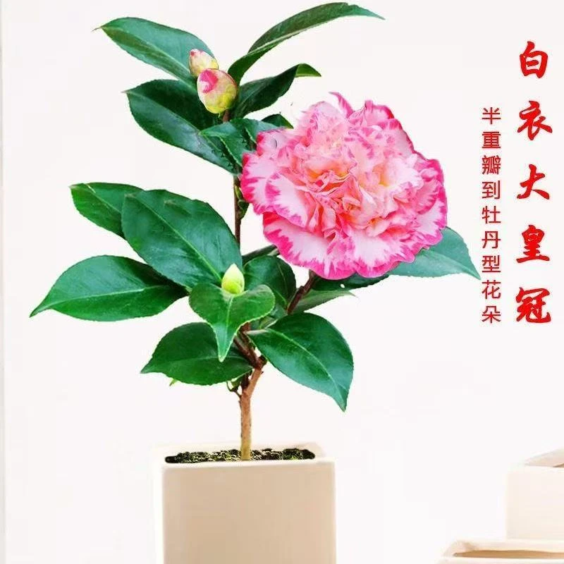 耐寒耐热山茶花盆栽室内庭院绿植四季好养