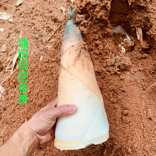 广东揭阳埔田新鲜带壳现挖鲜竹笋野生竹笋新鲜广西农家笋子带壳