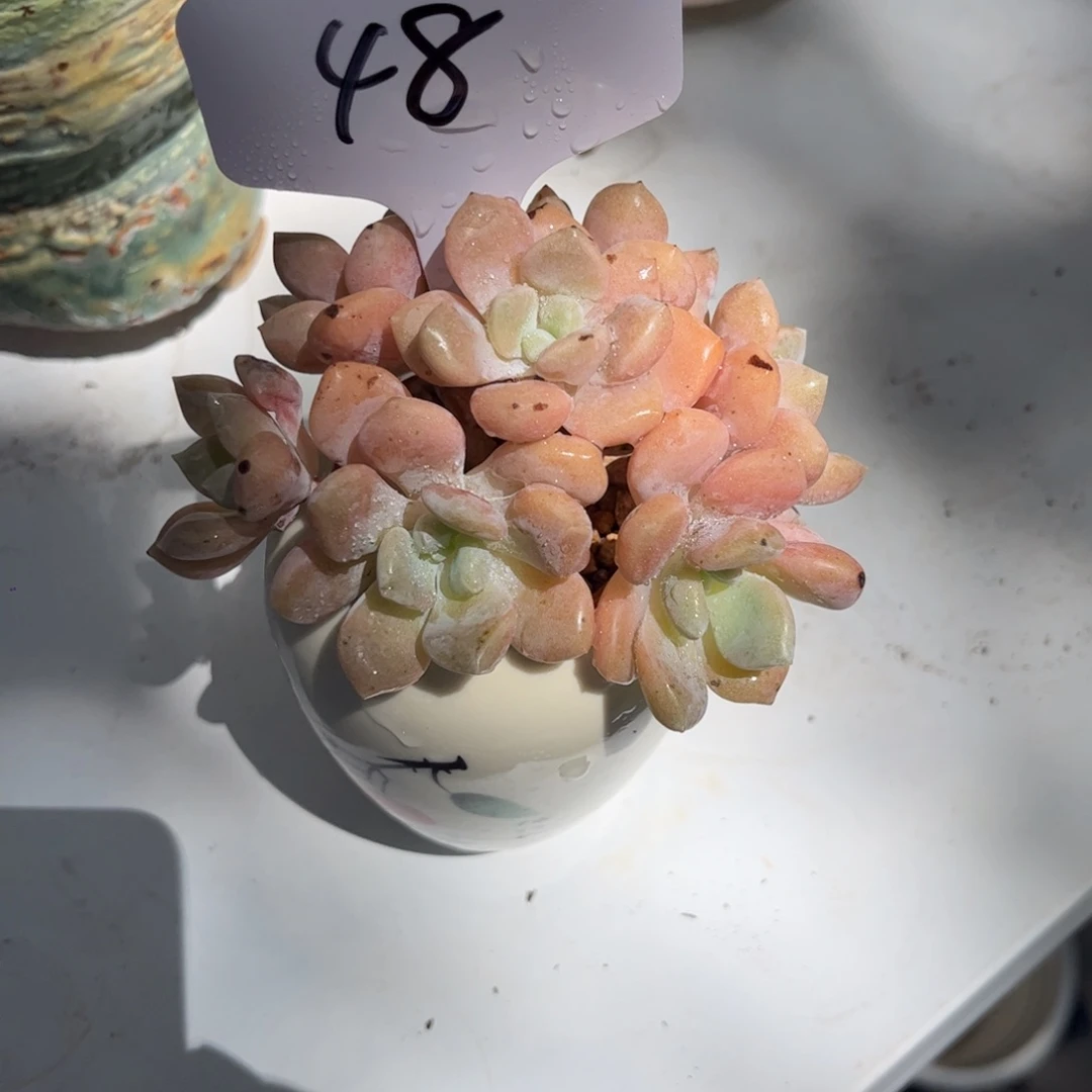 嘿**呢一物一拍克洛伊48