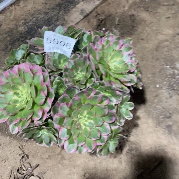 翠***馆5906粉海王的人多肉的