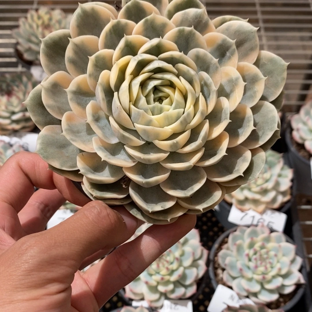 昂斯诺多肉植物7177