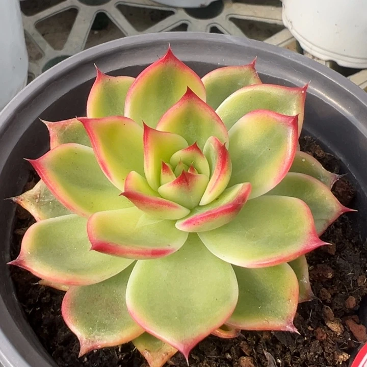 桃花锦一物一拍锦龙