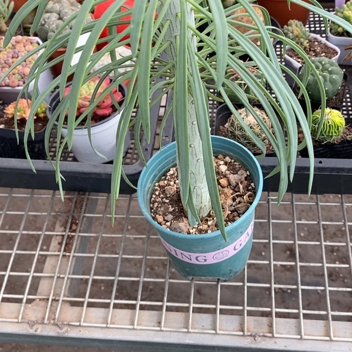 今****?伯克利和格兰的故事是一