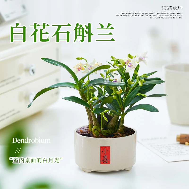 香水石斛兰盆栽带花苞四季好养活浓香型花卉改善睡眠植物净化空气