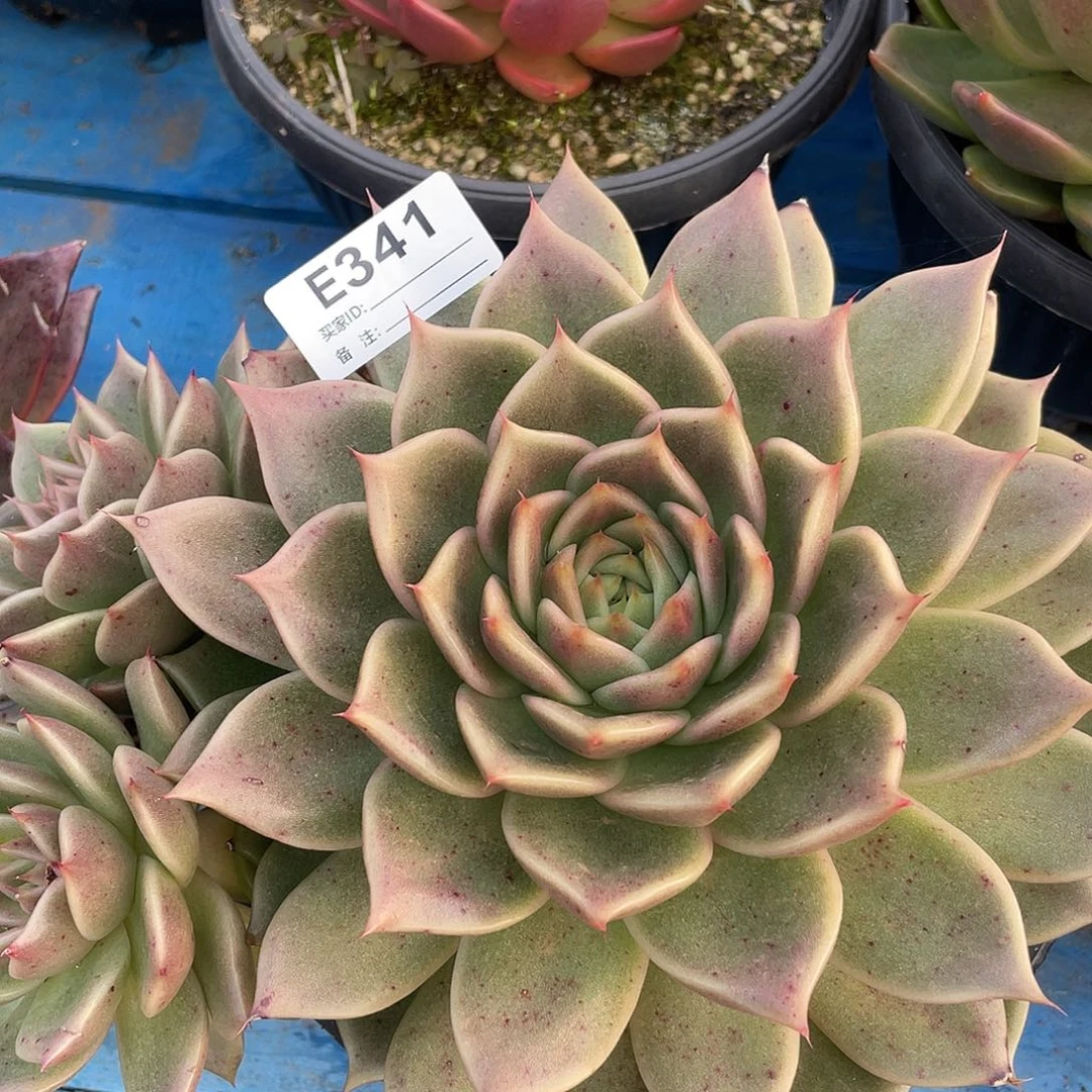 若如东云单拍E341