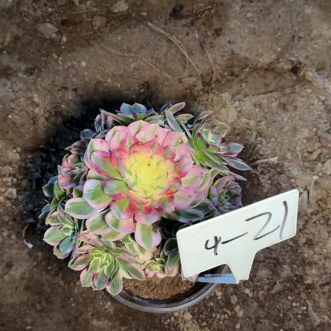 4-21海王多肉法师