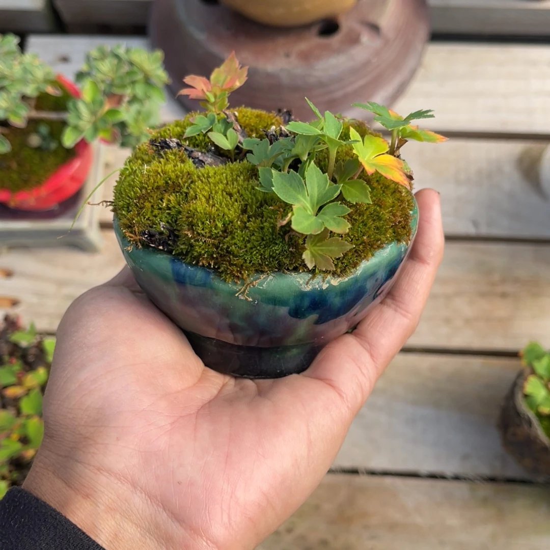 扶***M完全开放盆栽植物