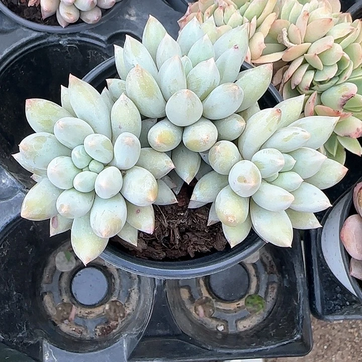 青蛙王子儿童牙膏11