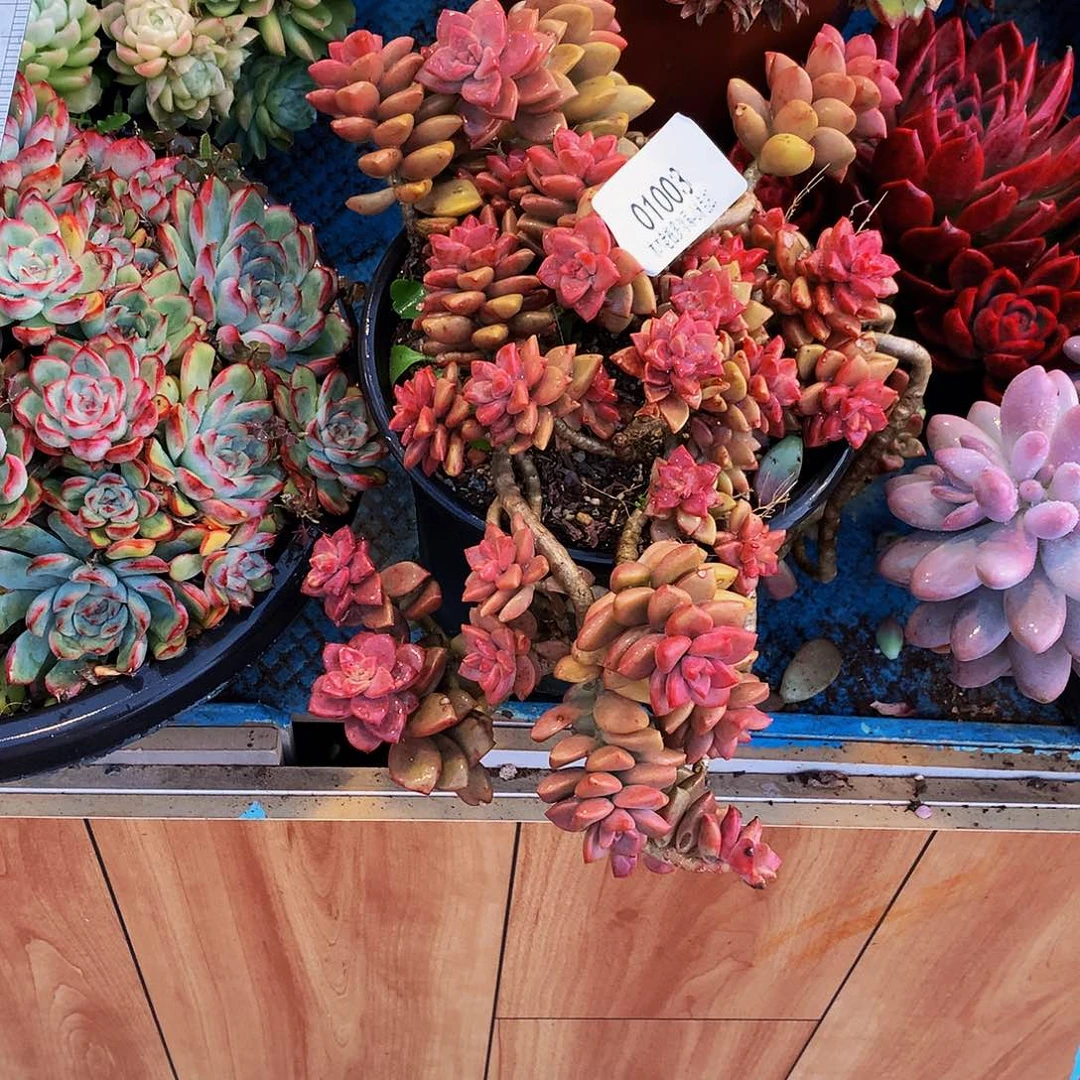 @***梦   姬笼月多肉01003