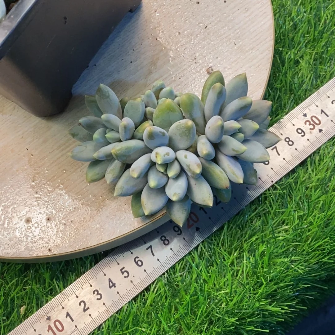 哥特萝莉多肉植物