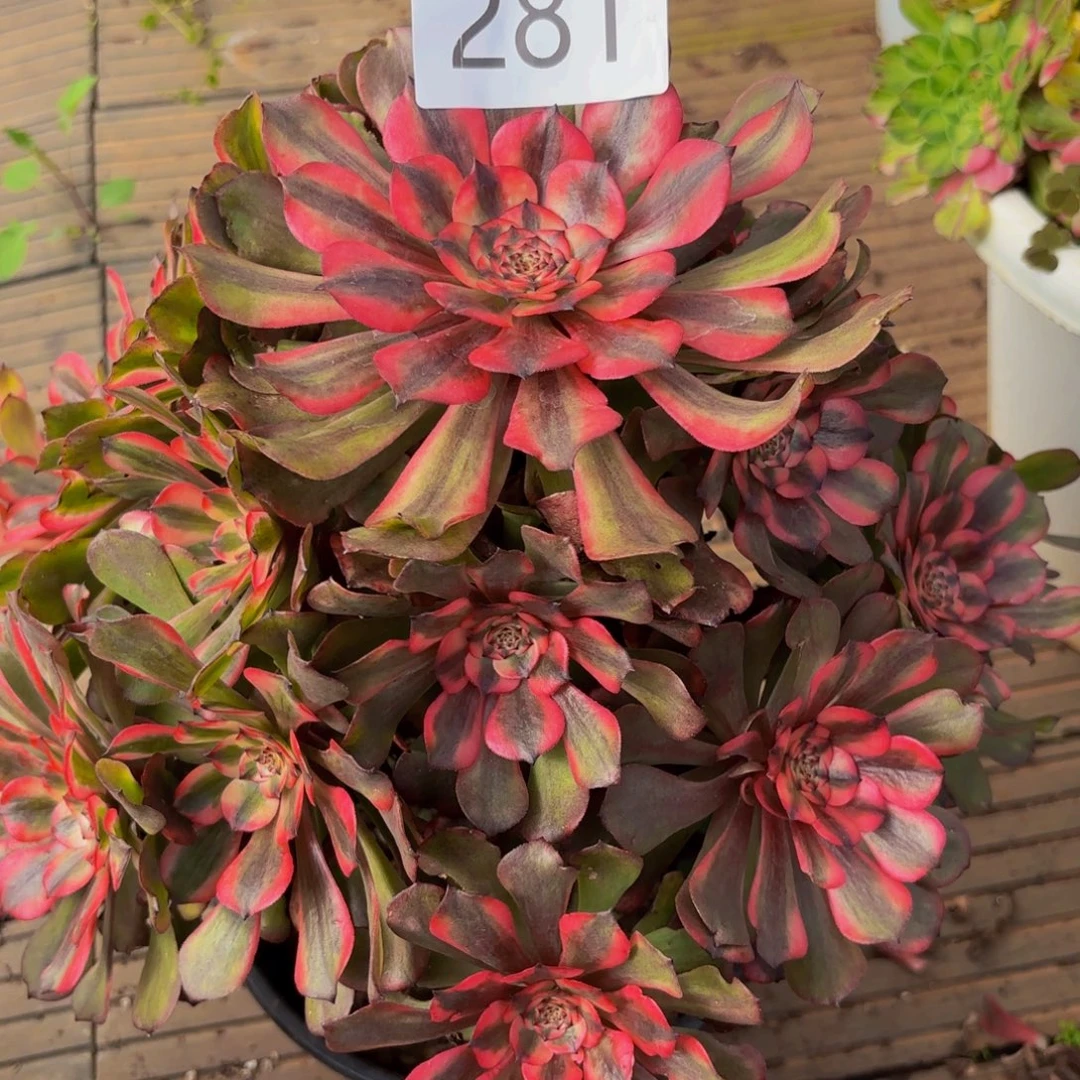 281多肉植物粉体美姬