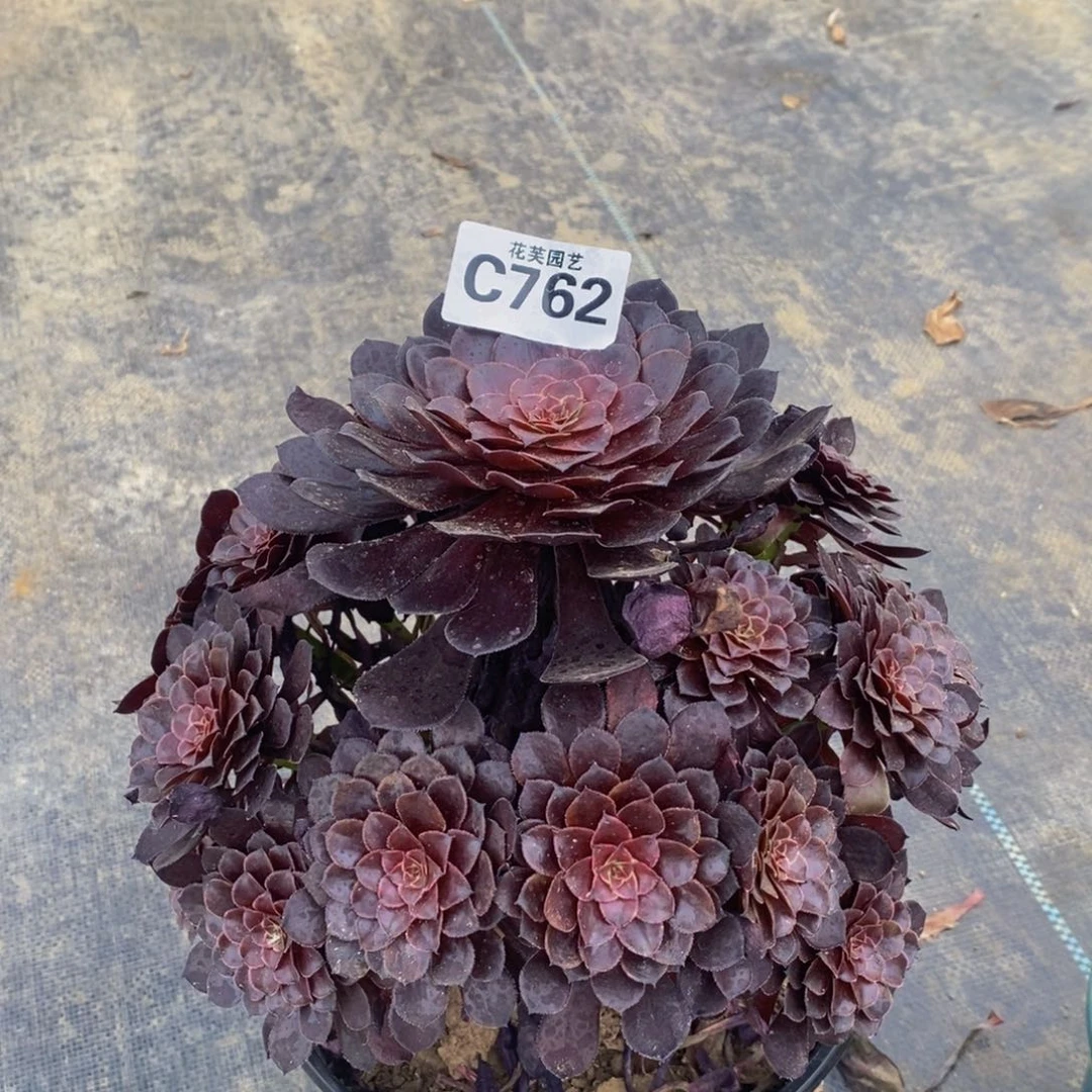 成***何黑珍珠多肉762000