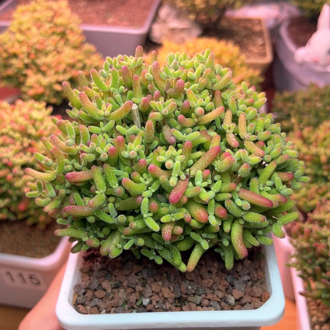 懒**情868蜜桔可爱多肉