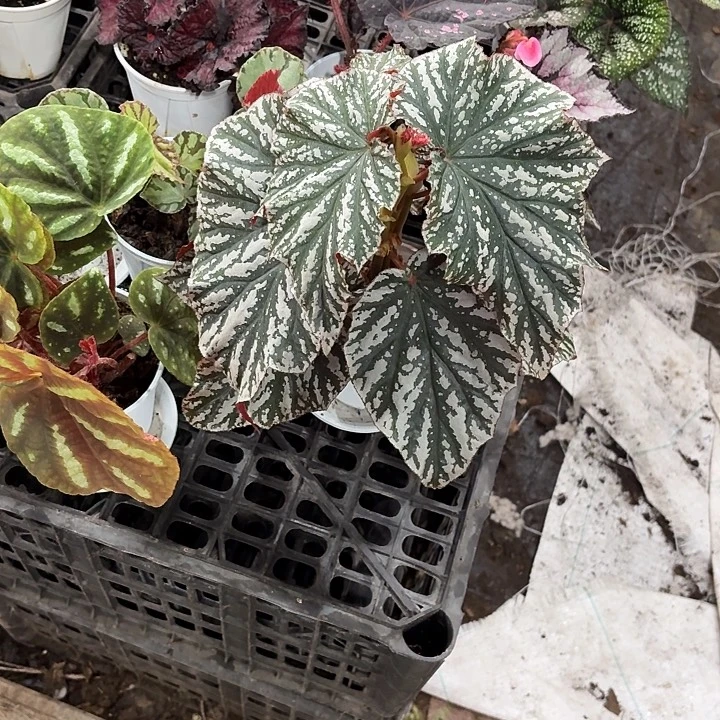 完全开放朱古力秋海棠