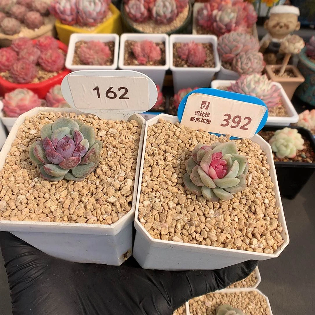 一***_162-392 冰魄石化多肉