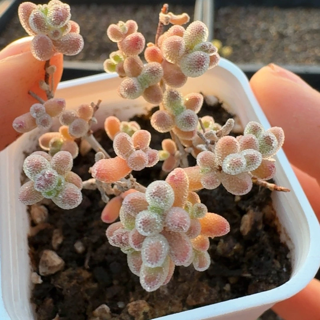 588带盆土发货冰晶枝干