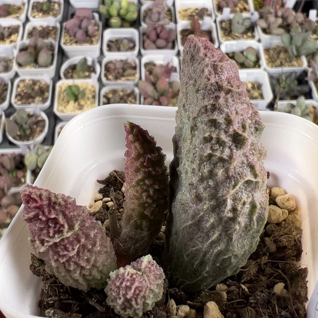 苍龙多肉植物水泡