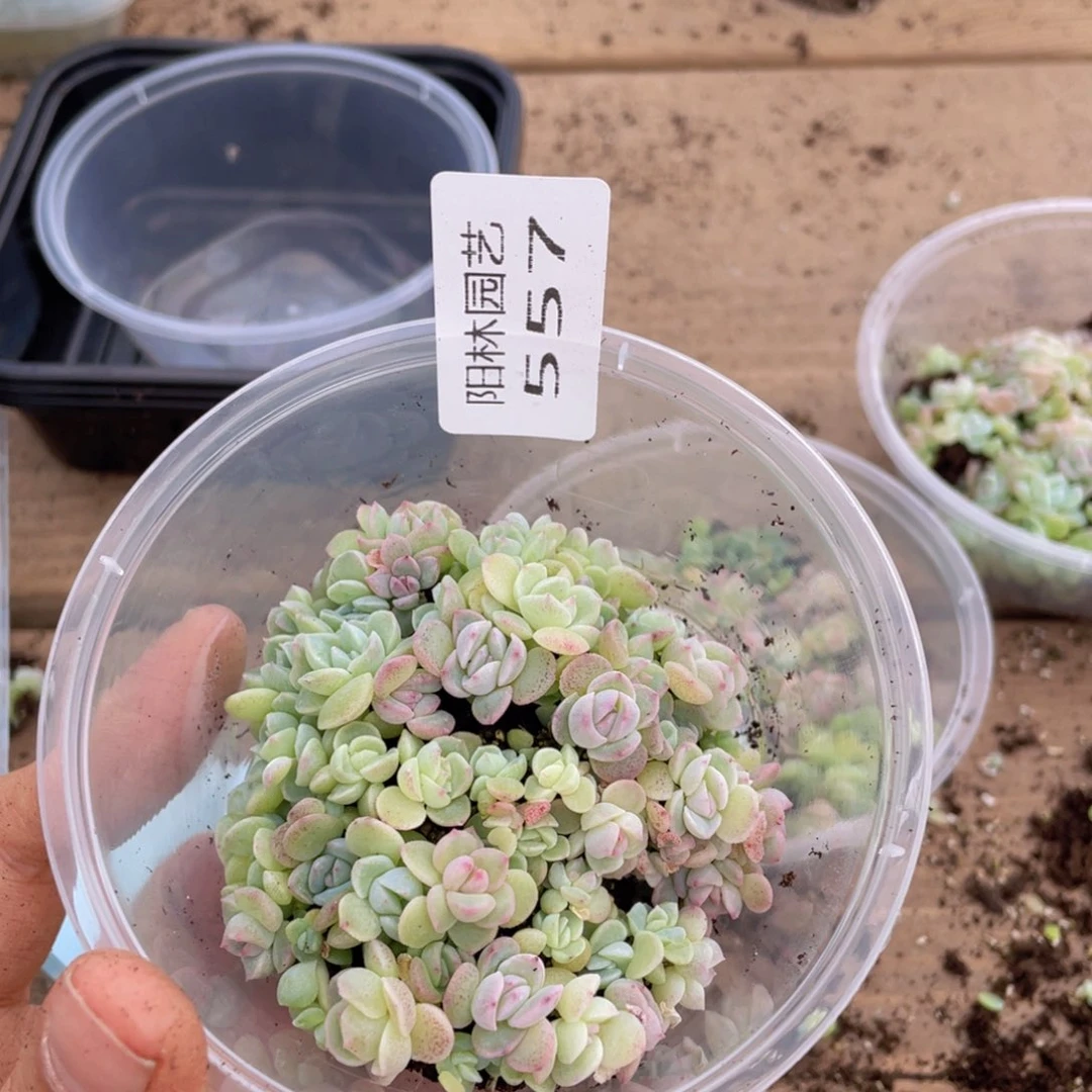 多肉植物多肉植物557