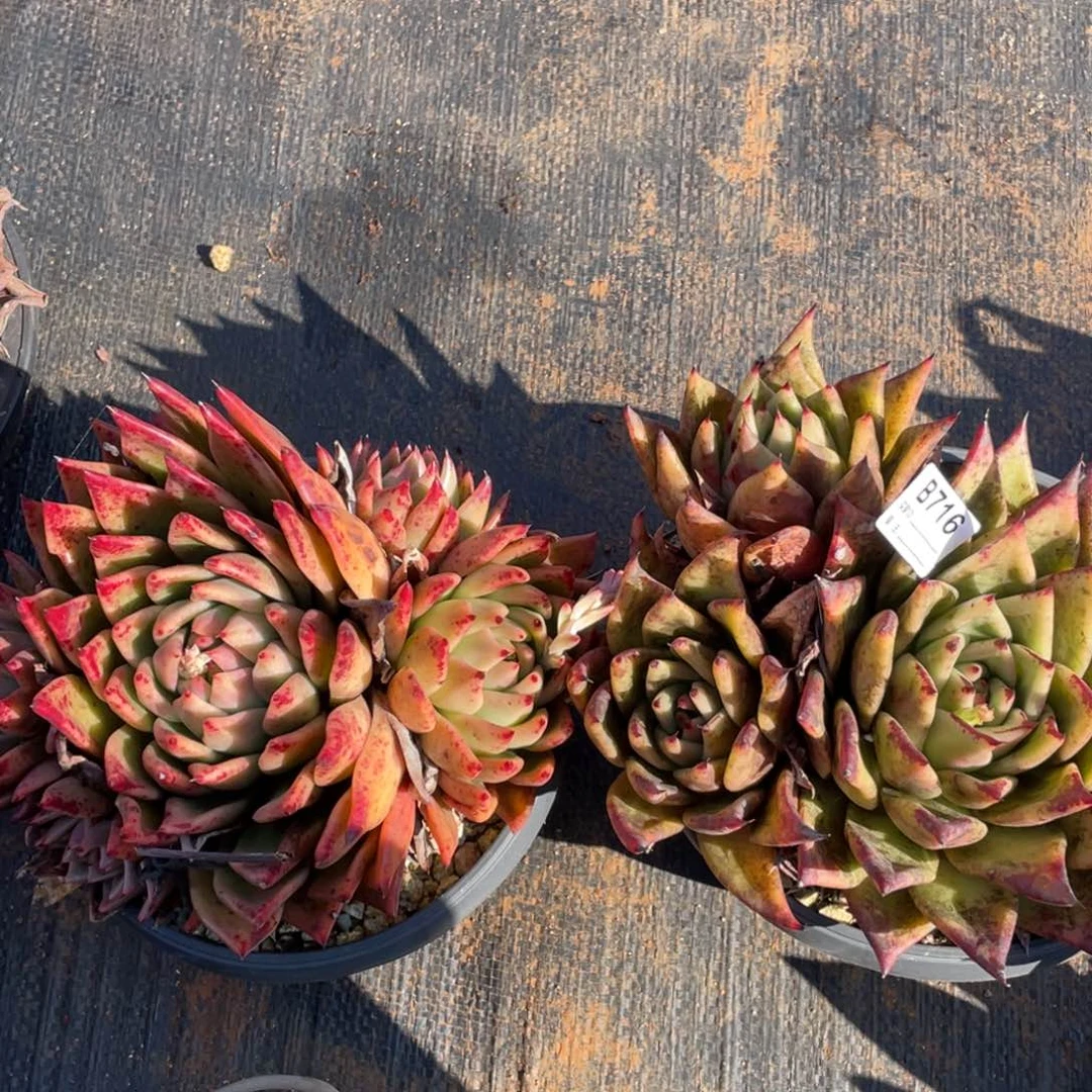 无花朵若如东云组拍B716