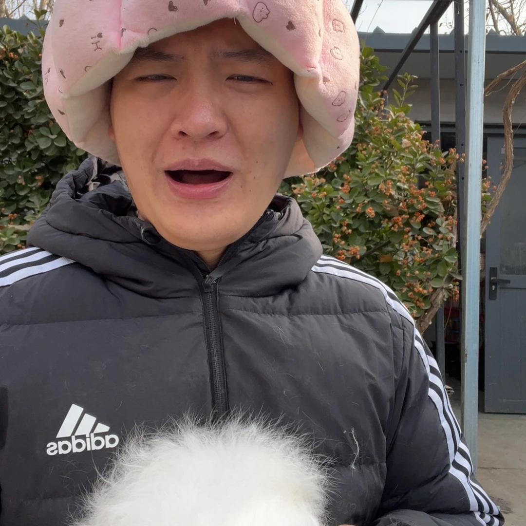 芥****双血统荷兰垂耳兔