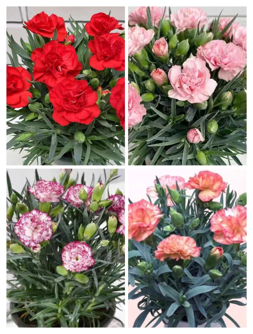 康乃馨大花重瓣盆栽带花苞拍三发四